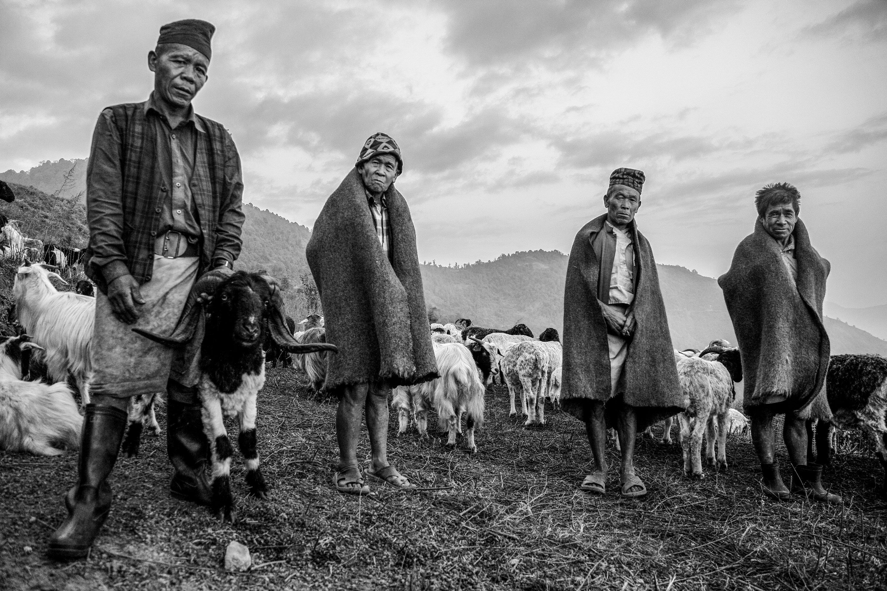Traditional Nepalese herders in high-altitude pastures